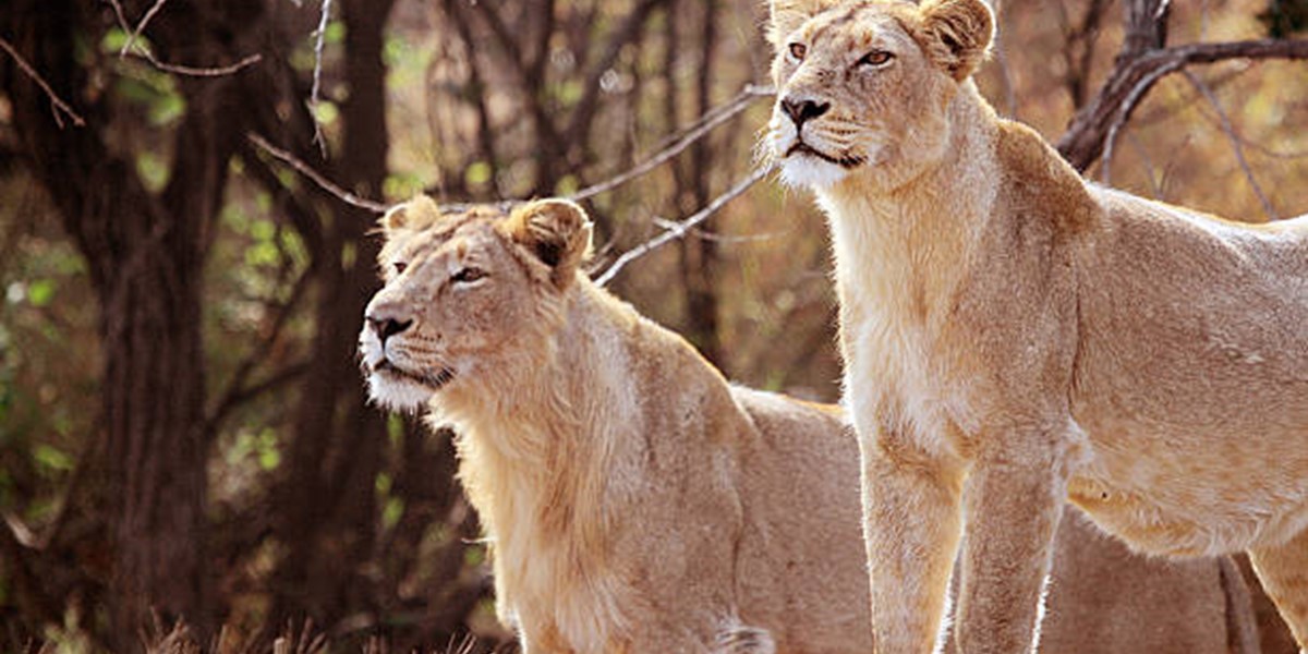 Lion Img